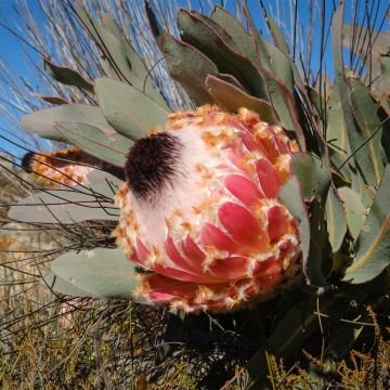 Protea magnifica - Protée magnifique, Reine Protée