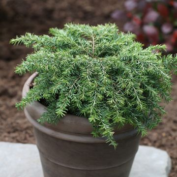 Pruche du Canada - Tsuga canadensis Nana