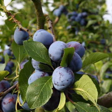 Prunier Bleue de Belgique - Prunus domestica Buisson en racines nues