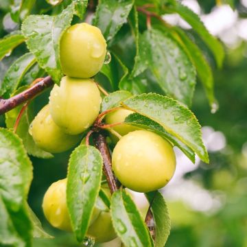 Prunier Prune d'Ente Blanche Bio