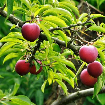 Prunier japonais Allo - Prunus salicina