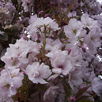 Prunus serrulata Amanogawa - Cerisier du Japon