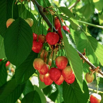 Cerisier - Prunus avium Schneiders Späte Knorpelkirsche Buisson en pot de 4l/5l