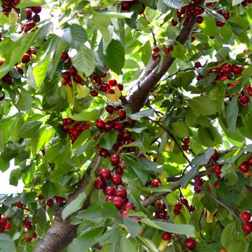 Cerisier - Prunus avium Schneiders Späte Knorpelkirsche Buisson en pot de 4l/5l