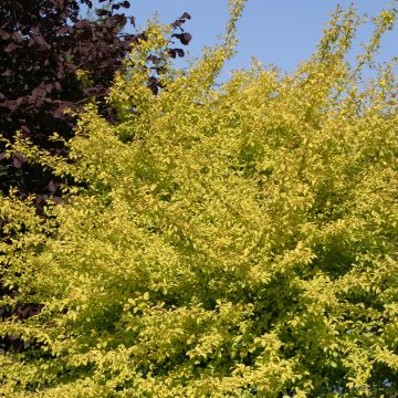 Prunier à fleurs - Prunus cerasifera Złoty Obłok
