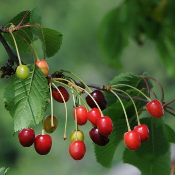 Cerisier Anglaise Hâtive Bio - Prunus cerasus