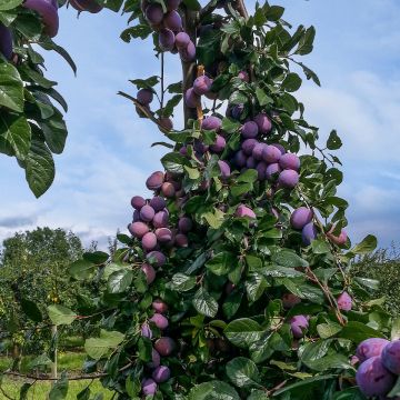 Prunier - Prunus domestica Quetsche Toronto