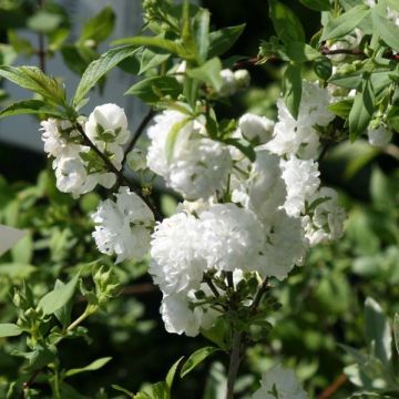 Cerisier à fleur - Prunus glandulosa Alba Plena