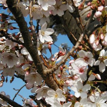 Cerisier à fleurs - Prunus hillieri Spire