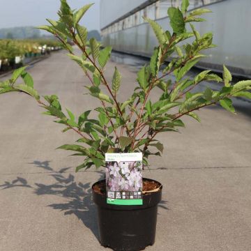 Cerisier à fleurs des Iles Kouriles -Prunus  nipponica var. kurilensis Ruby