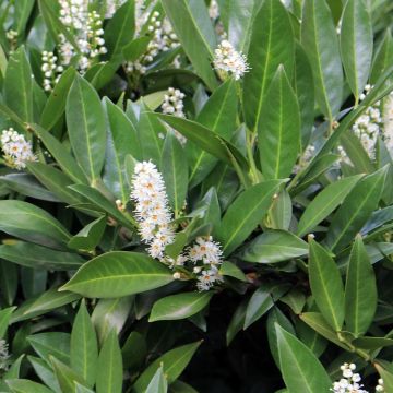 Laurier Cerise - Prunus laurocerasus Fontanettes