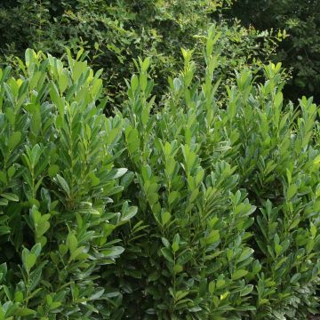 Laurier cerise - Prunus laurocerasus Greentorch