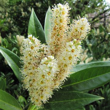 Laurier cerise - Prunus laurocerasus Otto Luyken 