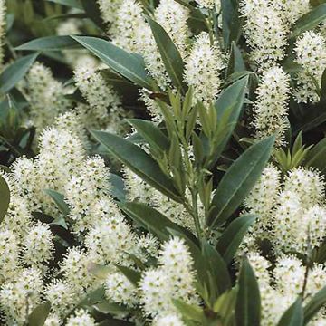 Laurier Cerise Zabeliana - Prunus laurocerasus