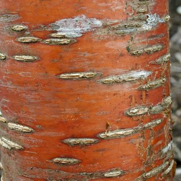 Prunus maackii Amber Beauty - Cerisier de Mandchourie