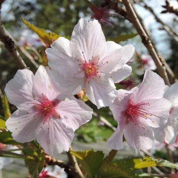 Cerisier à fleurs - Prunus nipponica Brillant