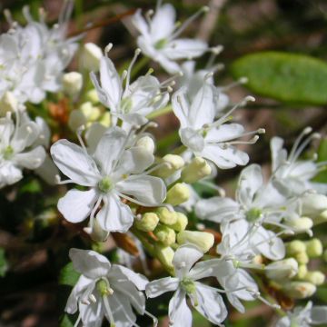 Cerisier nain rampant - Prunus pumila Depressa