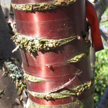 Prunus serrula - Cerisier du Tibet