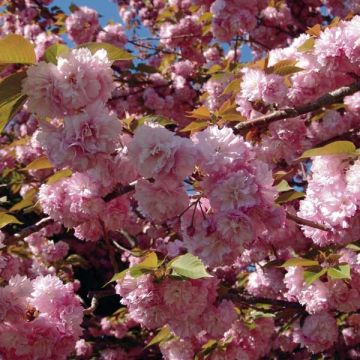 Cerisier à fleurs du Japon - Prunus serrulata Kanzan