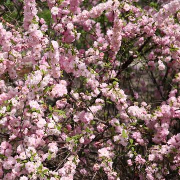 Amandier à fleurs - Prunus triloba 