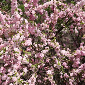 Amandier à fleurs - Prunus triloba