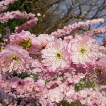 Amandier à fleurs - Prunus triloba Multiplex