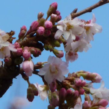 Cerisier à fleurs d'automne - Prunus subhirtella Autumnalis Rosea 