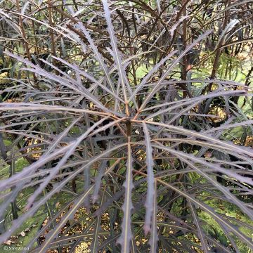 Pseudopanax Bronze Eagle