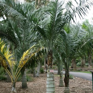 Pseudophoenix sargentii - Palmier cerise de Floride ou palmier boucanier