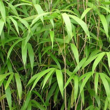 Bambou Métaké - Pseudosasa japonica