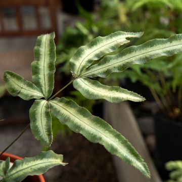 Pteris nipponica - Fougère