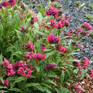 Pulmonaria Raspberry Ice - Pulmonaire hybride panachée à fleurs roses.