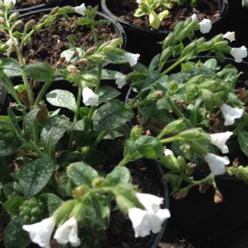 Pulmonaria Ice Ballet - Pulmonaire