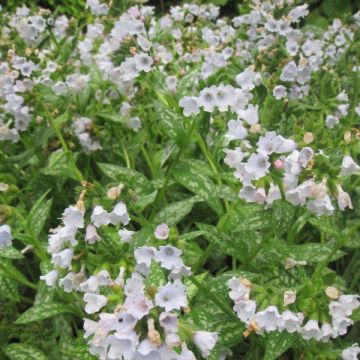 Pulmonaire hybride - Pulmonaria Opal