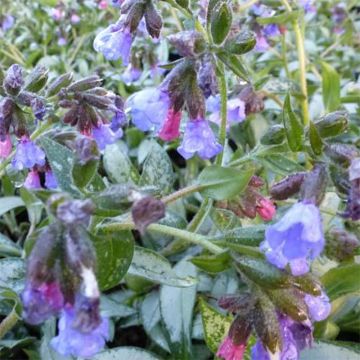 Pulmonaria Samourai - Pulmonaire hybride argentée