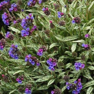 Pulmonaire longifolia Cevennensis - Pulmonaire à longues feuilles