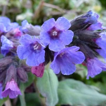 Pulmonaria officinalis - Pulmonaire officinale