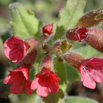 Pulmonaire rouge - Pulmonaria rubra