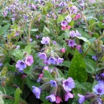 Pulmonaria saccharata Mrs Moon - Pulmonaire Mrs Moon