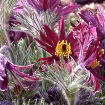 Pulsatilla vulgaris Papageno - Anémone pulsatille