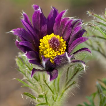 Pulsatilla vulgaris Papageno - Anémone pulsatille