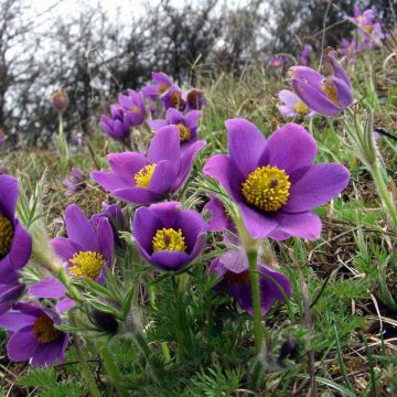 Pulsatilla vulgaris Violet - Anémone pulsatille