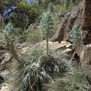Puya alpestris - Chagual, plante mange-mouton