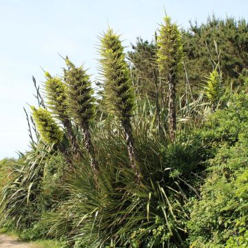 Puya chilensis - Chagual