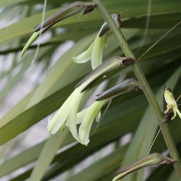 Puya mirabilis - Chagual 