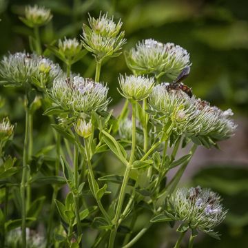 Pycnanthemum flexuosum - Menthe des montagnes