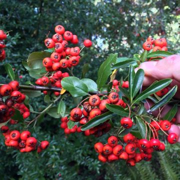 Pyracantha Mohave - Buisson ardent 