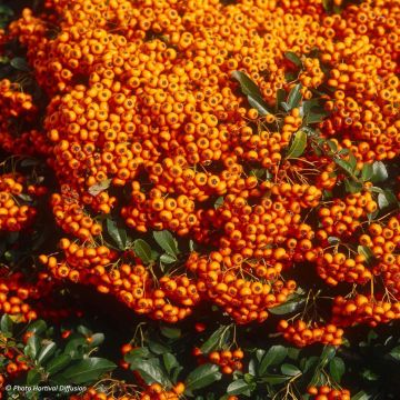 Pyracantha SAPHYR Orange - Buisson ardent