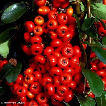 Pyracantha SAPHYR Rouge - Buisson ardent.