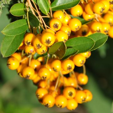 Pyracantha Soleil d'or - Buisson ardent